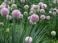 Allium senescens