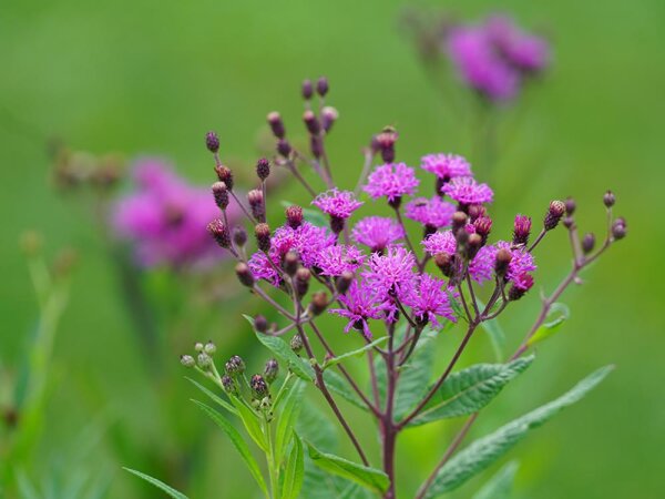 Vernonia novaeboracensis