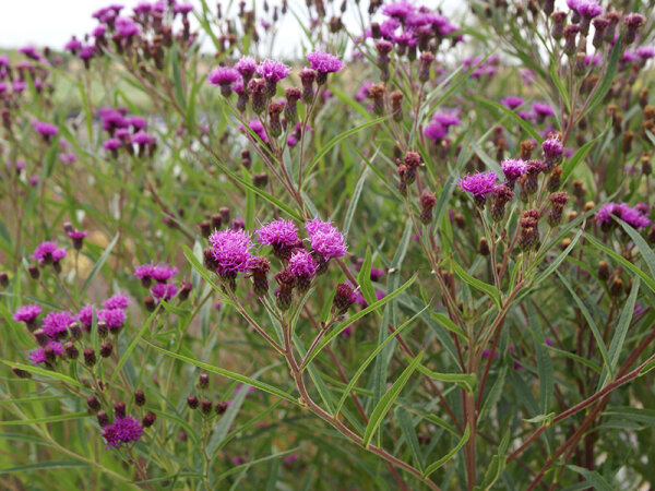 Vernonia fasciculata