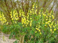 Thermopsis chinensis