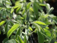 Thermopsis chinensis