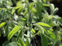 Thermopsis chinensis