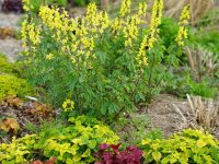 Thermopsis chinensis