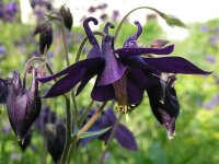 Aquilegia atrata