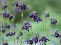 Aquilegia atrata