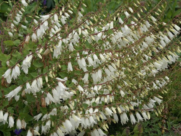 Campanula alliariifolia
