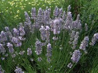 Lavandula x chaytorae Richard Grey