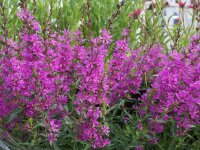 Lythrum virgatum Dropmore Purple