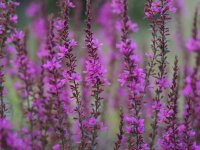 Lythrum virgatum Dropmore Purple