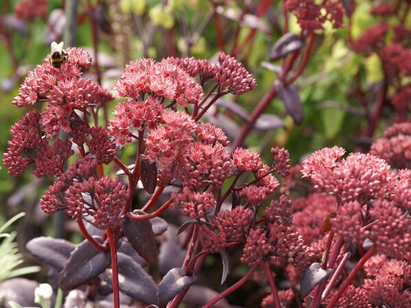 Sedum Hybr. Purple Emperor