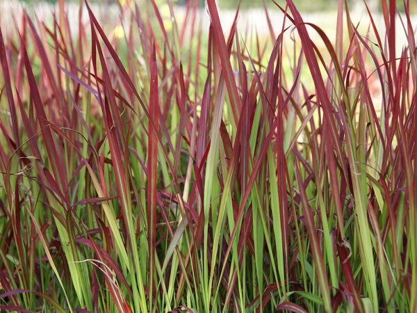 Imperata cylindrica Red Baron