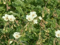 Erodium chrysanthum