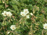 Erodium chrysanthum