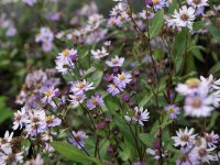 Aster ageratoides Harry Schmidt