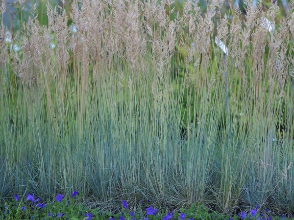 Festuca cinerea Elijah Blue