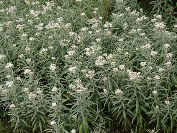 Anaphalis margaritaceae