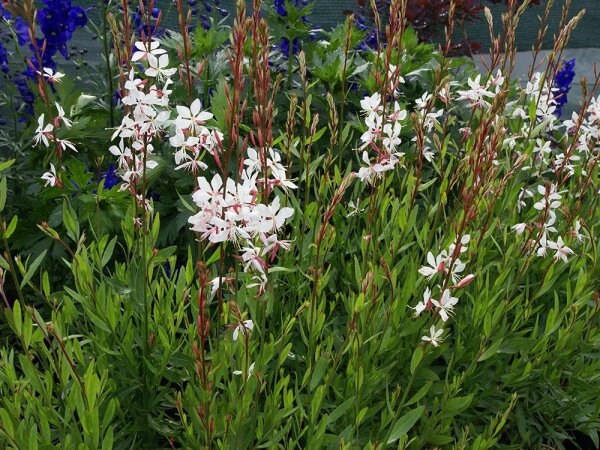 Gaura lindheimeri Whirling Butterflies