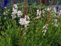 Gaura lindheimeri Whirling Butterflies