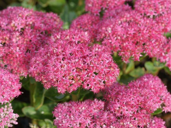 Sedum spectabile Carl