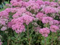 Sedum spectabile Carl