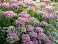 Sedum spectabile Carl