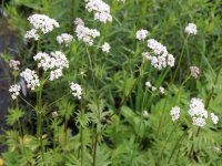 Valeriana officinalis