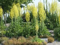 Verbascum olympicum