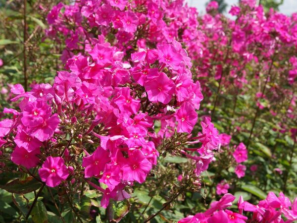 Phlox paniculata Winnetou P1