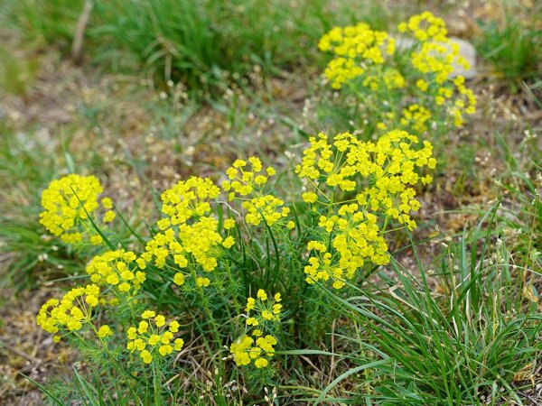 Euphorbia cyparissias