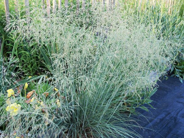 Muhlenbergia lindheimeri