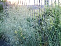 Muhlenbergia lindheimeri