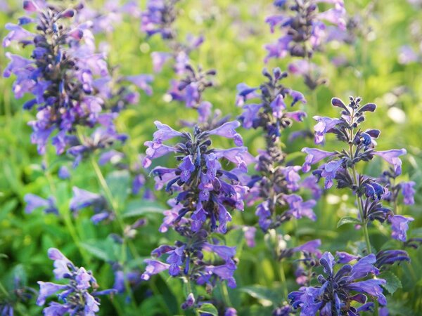 Nepeta Hybr. Weinheim Big Blue