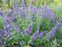 Nepeta Hybr. Weinheim Big Blue