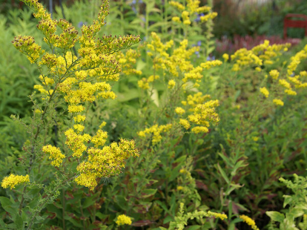 Solidago drummondii Meramec