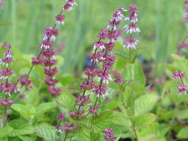 Salvia napifolia