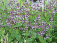 Salvia napifolia