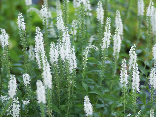 Veronica longifolia Schneeriesin