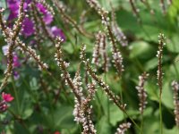 Bistorta (Persicaria) amplexicaulis Fat White P1