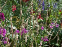 Bistorta (Persicaria) amplexicaulis Fat White P1