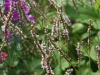 Bistorta (Persicaria) amplexicaulis Fat White