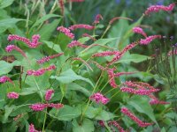 Bistorta (Persicaria) amplexicaulis Janet