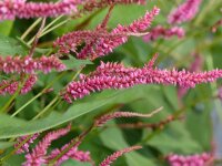 Bistorta (Persicaria) amplexicaulis Janet