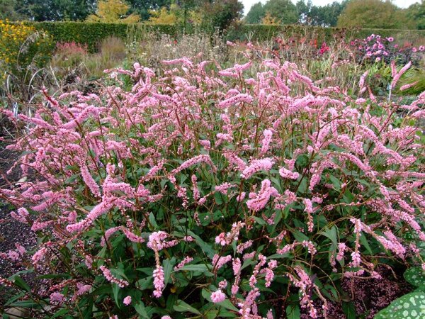 Bistorta (Persicaria) amplexicaulis-Hybr. Pink Elephant