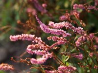 Bistorta (Persicaria) amplexicaulis-Hybr. Pink Elephant