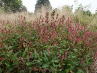 Bistorta (Persicaria) amplexicaulis Early Pink Lady