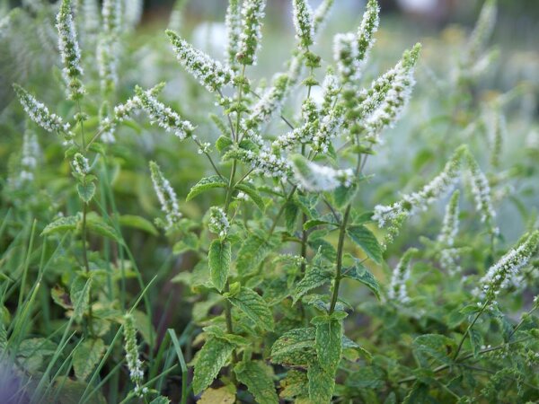 Mentha spicata Mojito