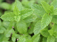 Mentha spicata Mojito