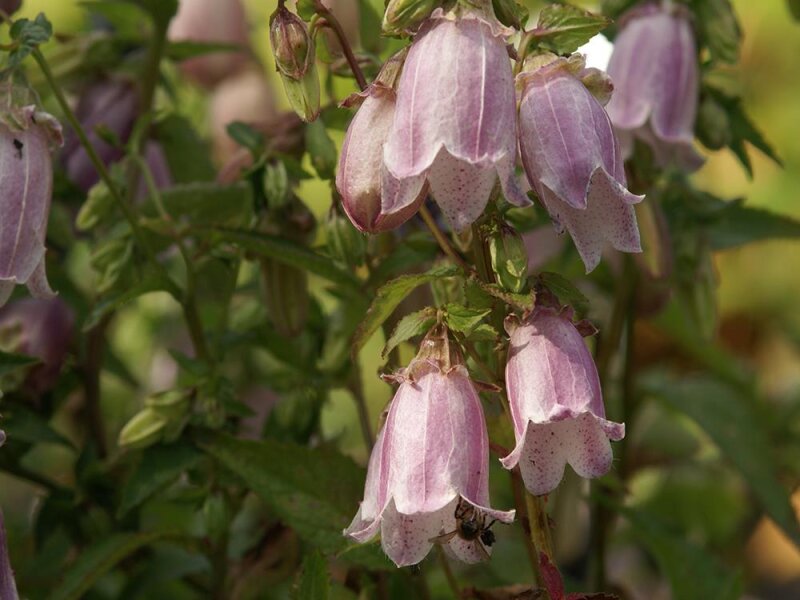 Campanula Punctata-Hybr. Einhorn JP