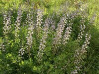 Baptisia x bicolor Starlite Prairieblues