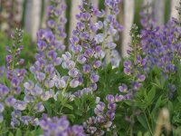 Baptisia x bicolor Starlite Prairieblues